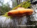 Pycnoporus cinnabarinus-amf1817-1